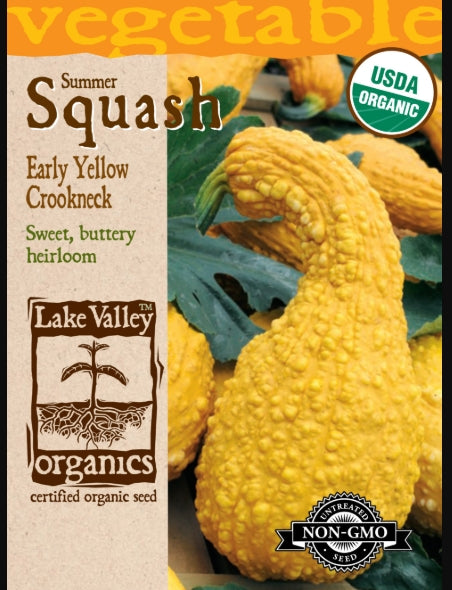 Organic Squash Summer Early Yellow Crookneck Heirloom