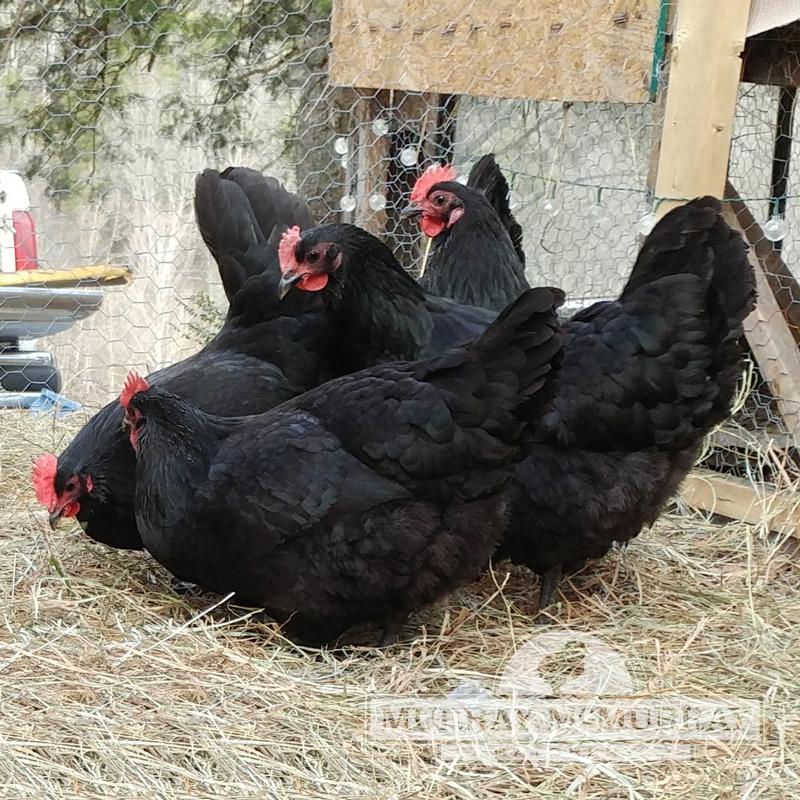 Black Australorp (Live)