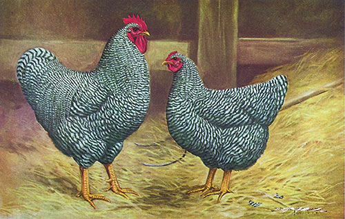 Barred Plymouth Rock (LIVE)