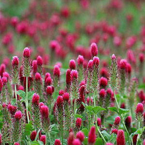 Crimson Clover - Coated & Inoculated