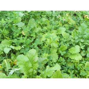 Deer Greens - Forage Blend 5lbs