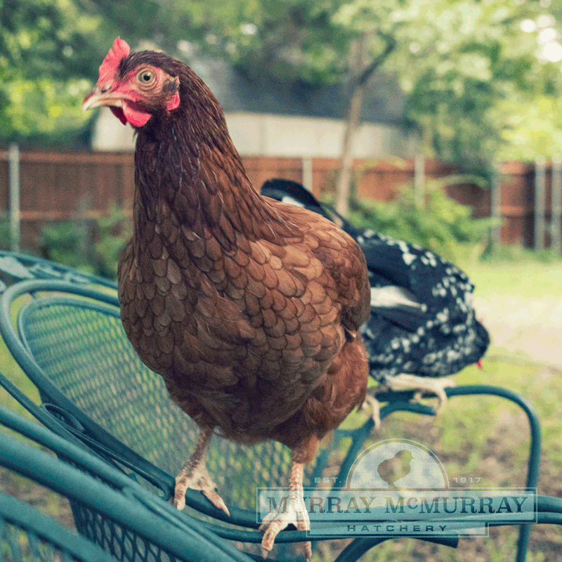 Rhode Island Red (LIVE)