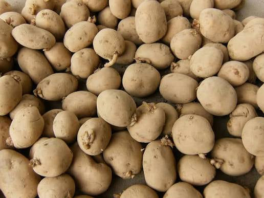 Seed Potatoes