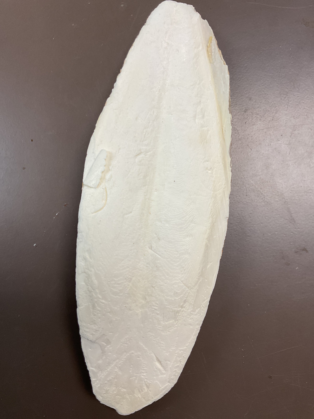 7 1/2" Cuttlebone
