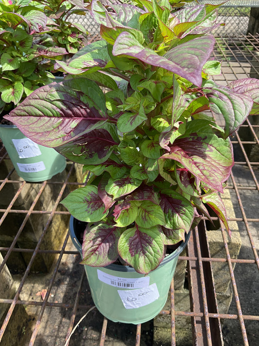 Celosia Sol Gekko Green 1 gal