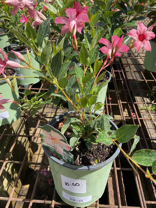 Mandevilla Pretty Pink 1 gal
