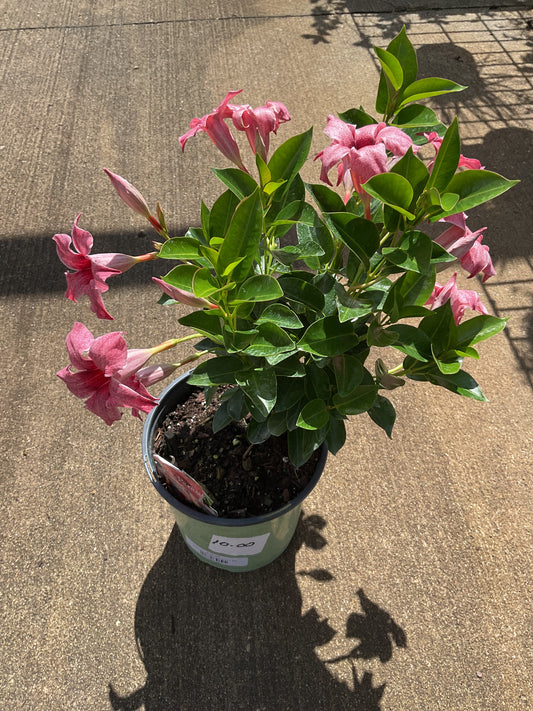 Mandevilla Mauvelous 1 gal