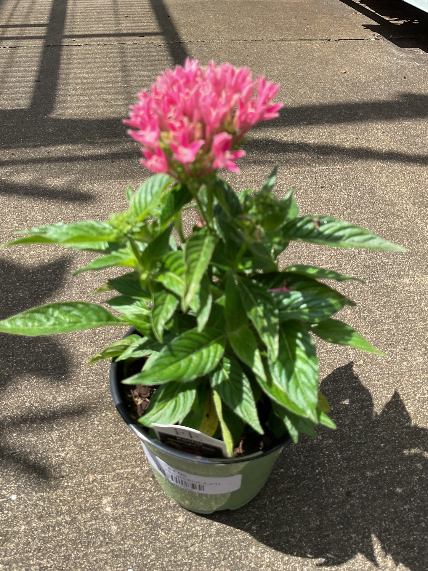 Penta BeeBright Pink 4.3"H