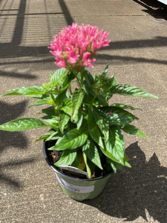 Penta BeeBright Pink 4.3"H