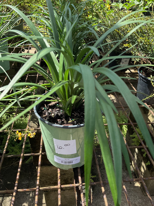 Liriope Emerald Goddess 1 gal
