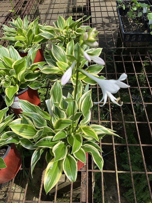 Sun Hosta 1 gal