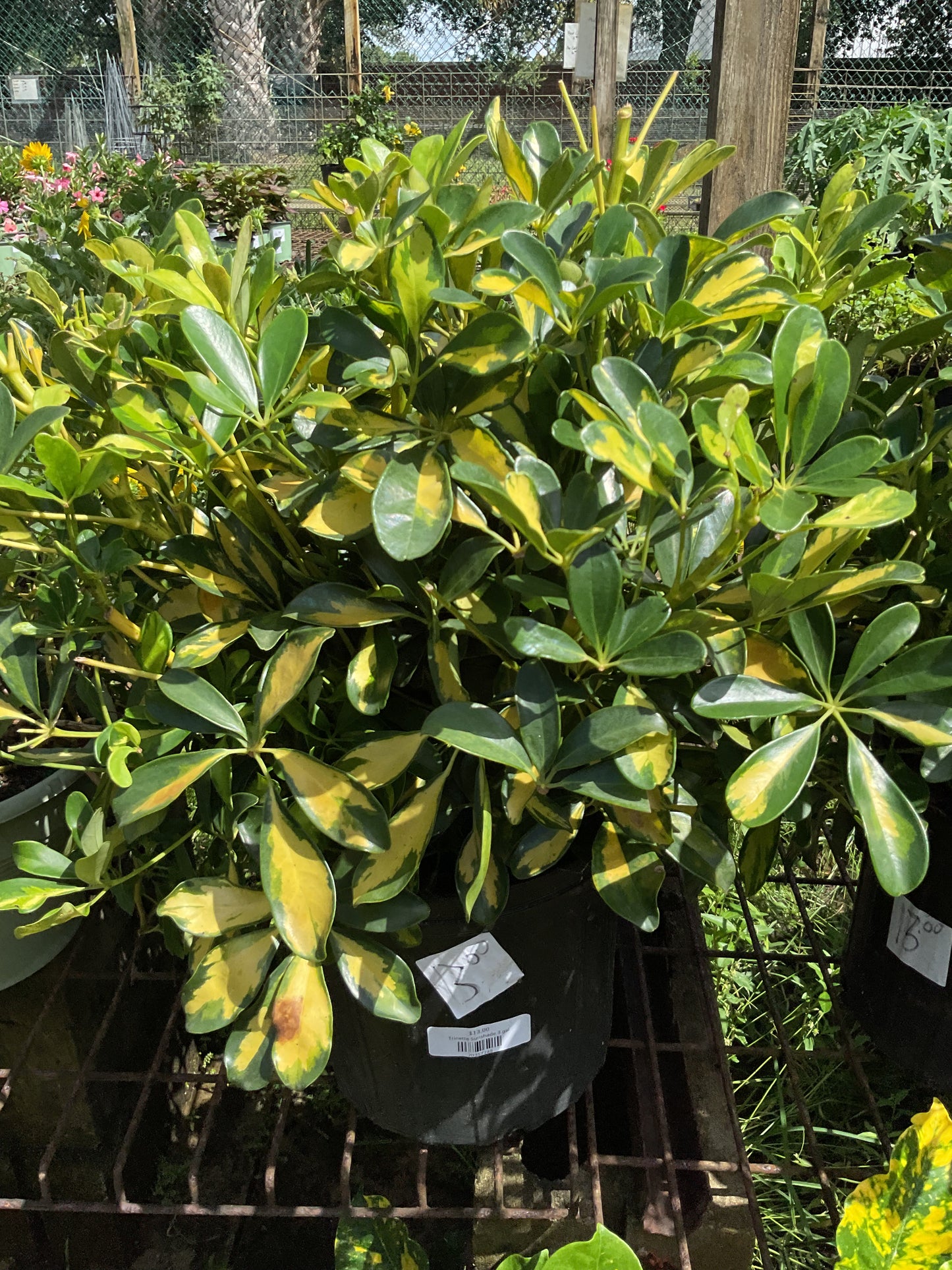 Trinette Sunshade 3 gal