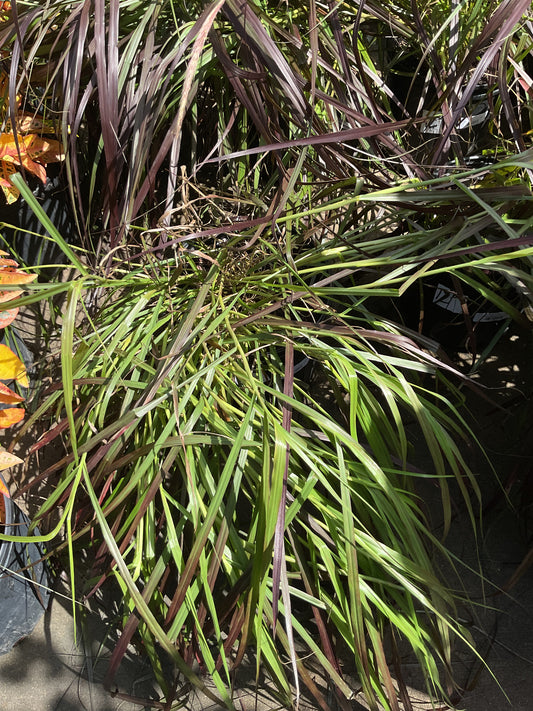 Fountain Grass Red 3 gal