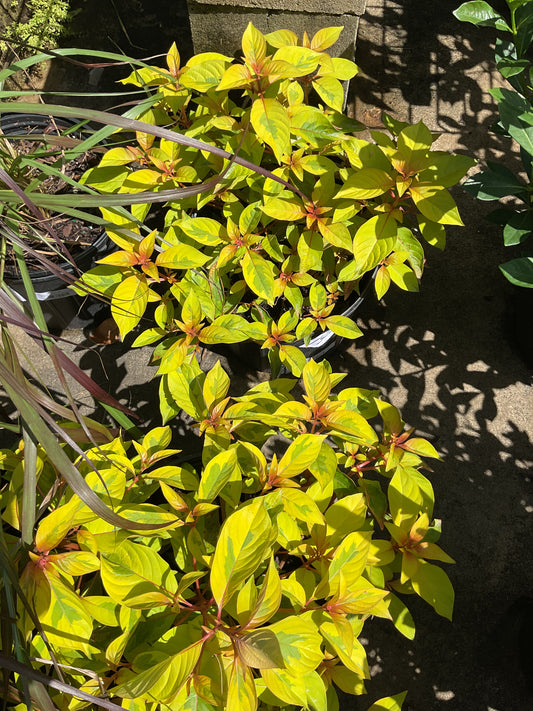Firebush Lime Sizzler 3 gal