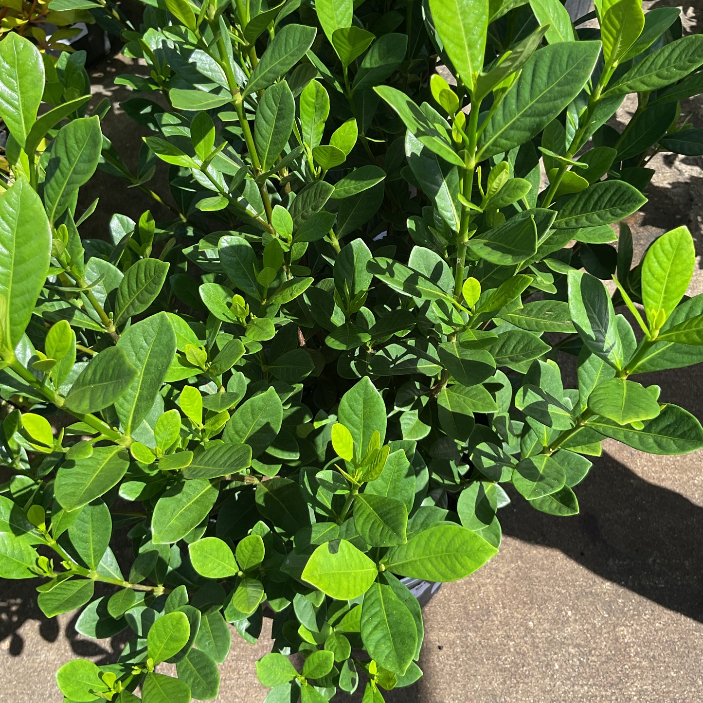 Gardenia Buttons 3 gal