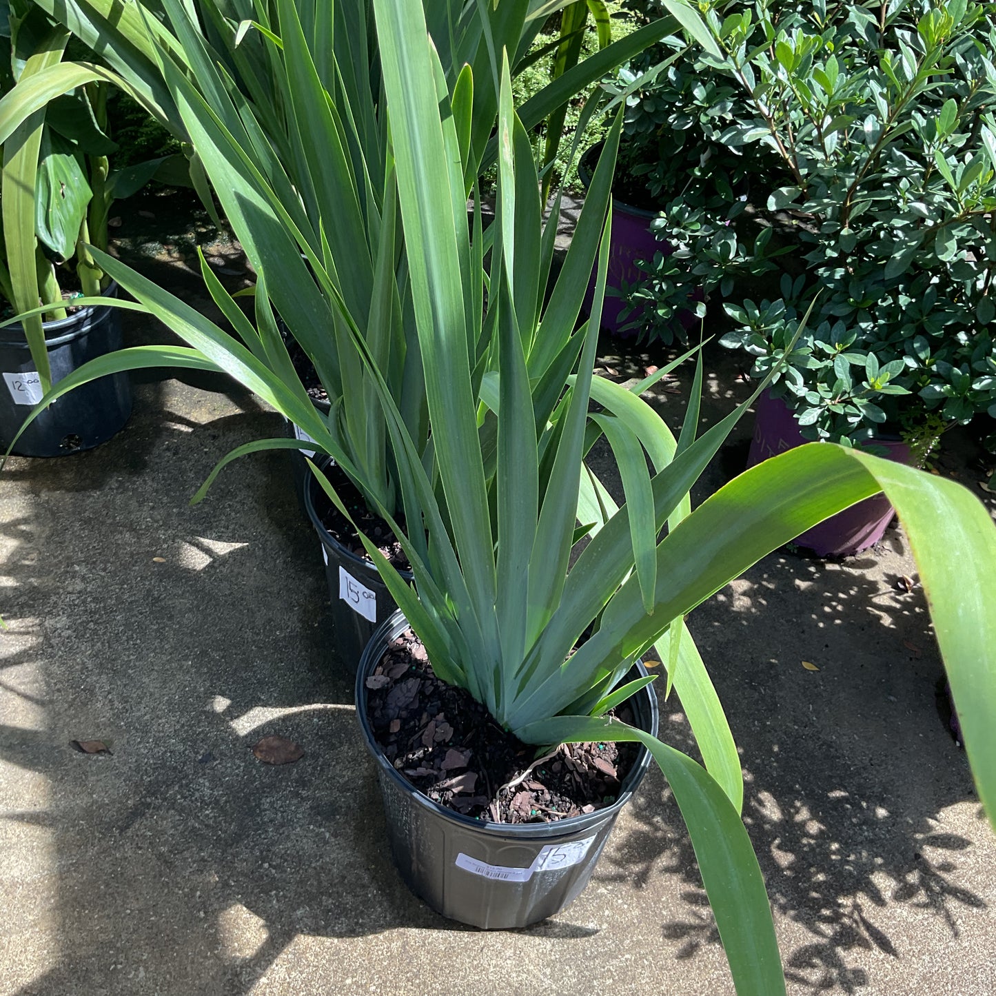 Iris Regina Giant Apostle 3 gal