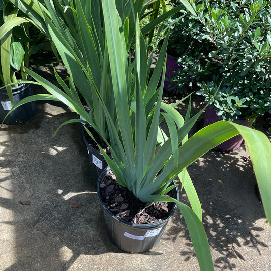 Iris Regina Giant Apostle 3 gal