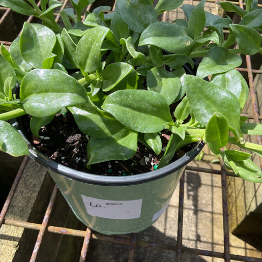 Aptenia Sun Rose Red Apple 1 gal
