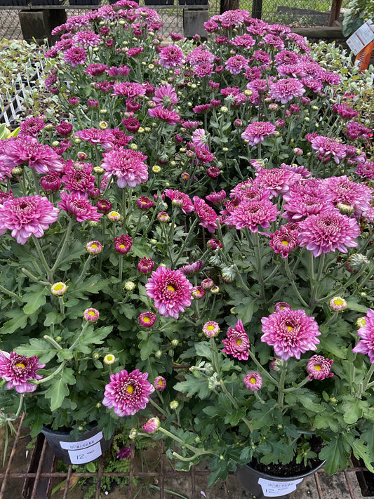 Mum Floral 6.5"