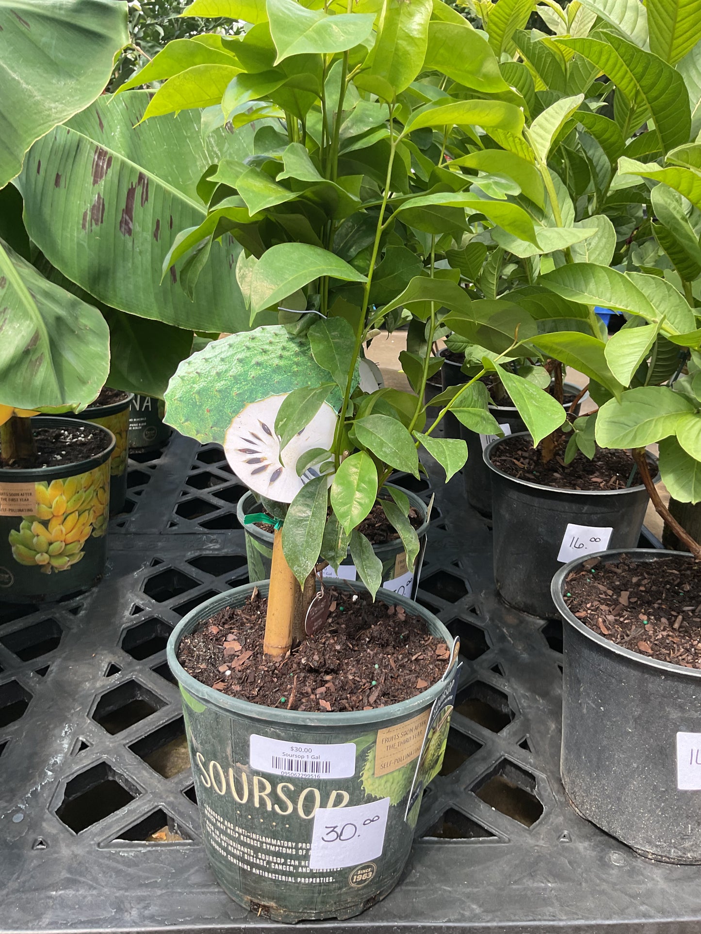 Soursop 1 Gal
