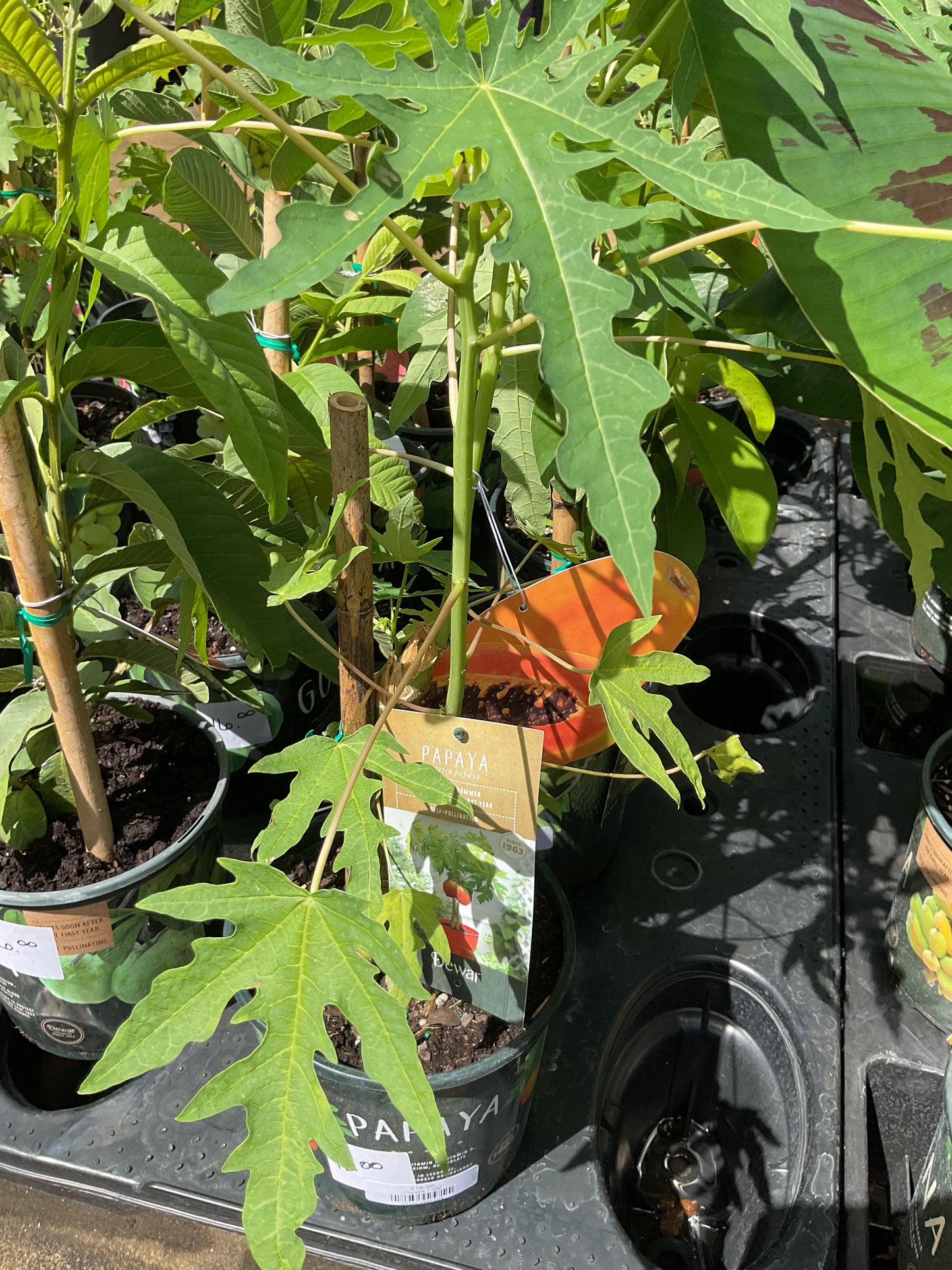 Papaya 1 Gal