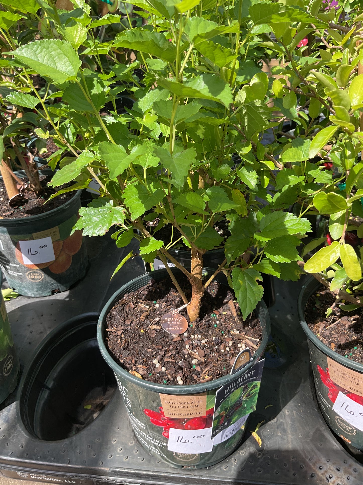 Mulberry Black 1 Gal