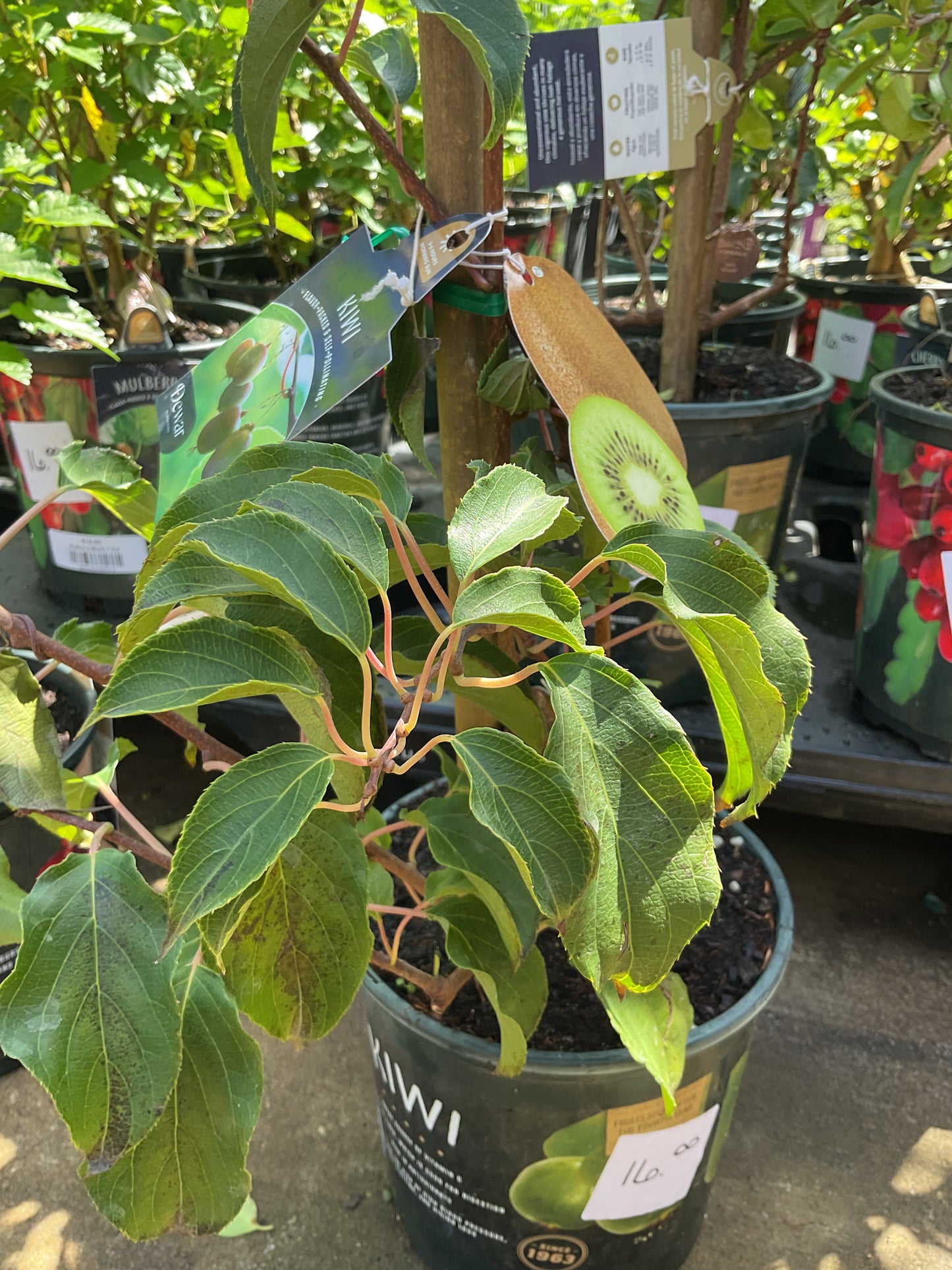 Kiwi Prolific 1 Gal