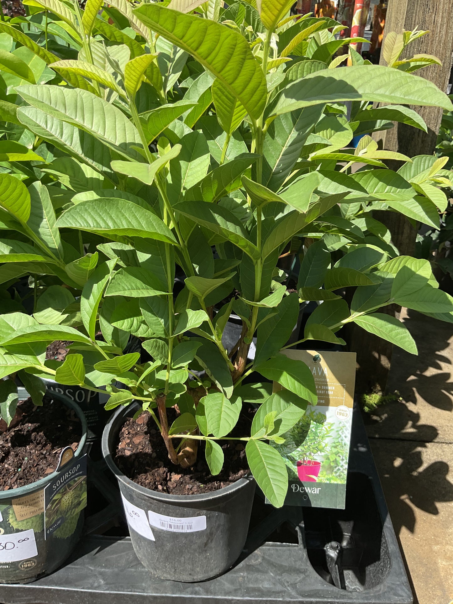 Guava "Mexican" 1 Gal