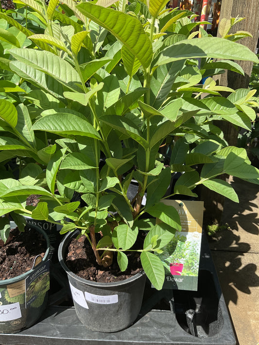 Guava "Mexican" 1 Gal