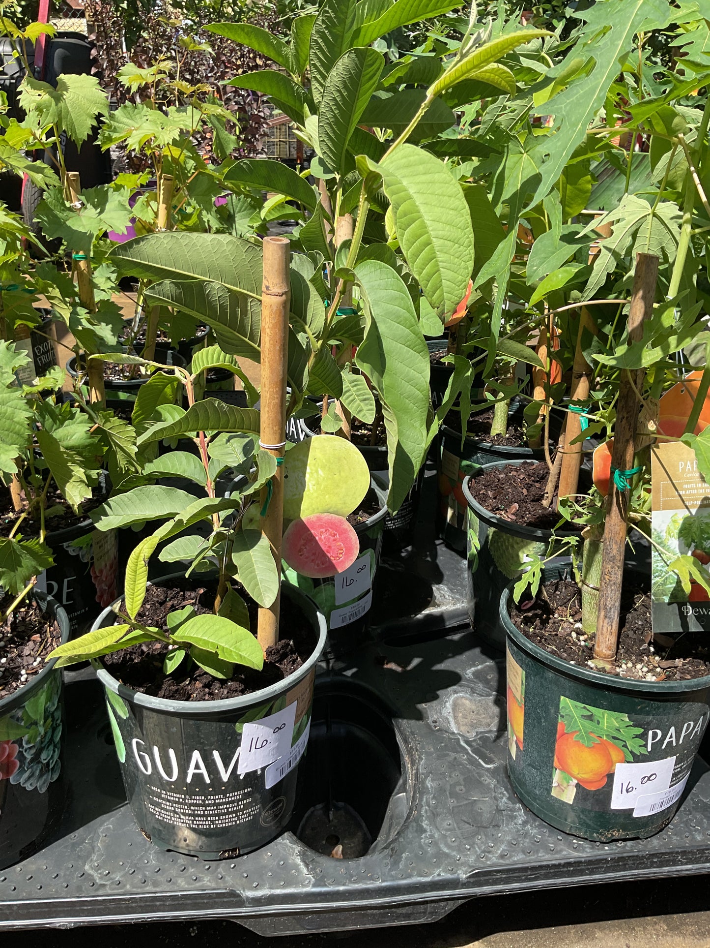 Guava  "Tropical Pink" 1 Gal