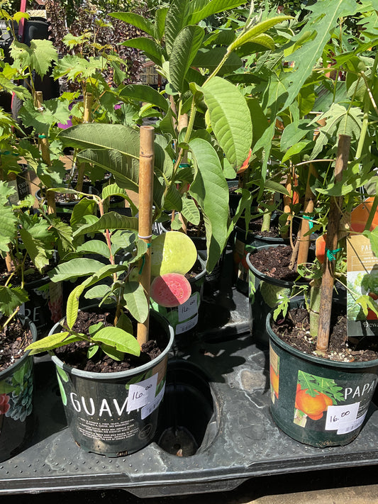 Guava  "Tropical Pink" 1 Gal