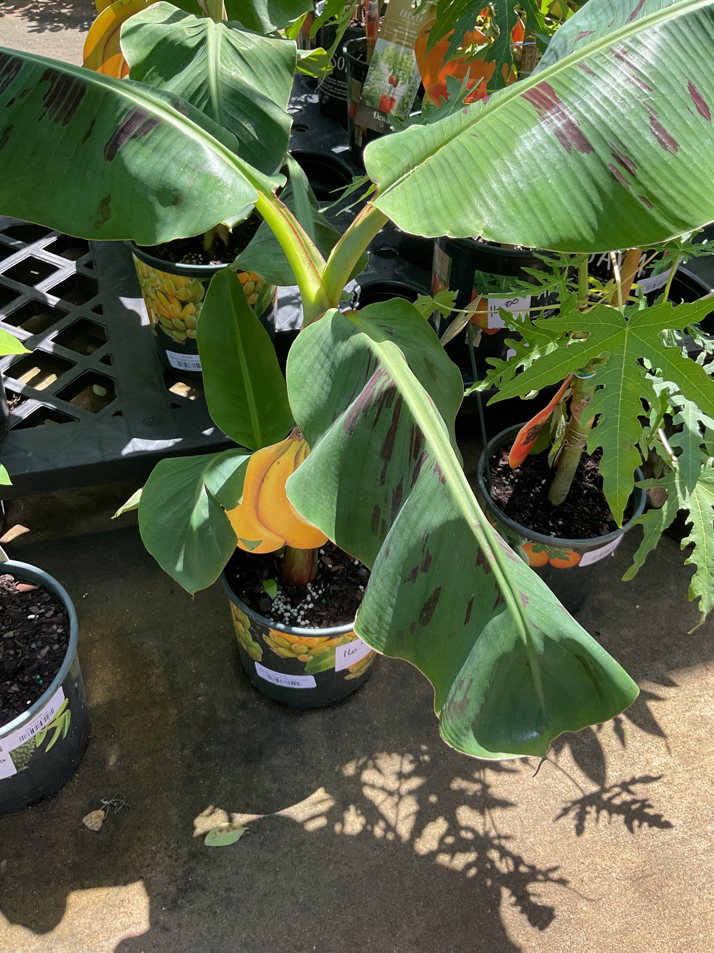 Banana "Dwarf Cavendish" 1 Gal