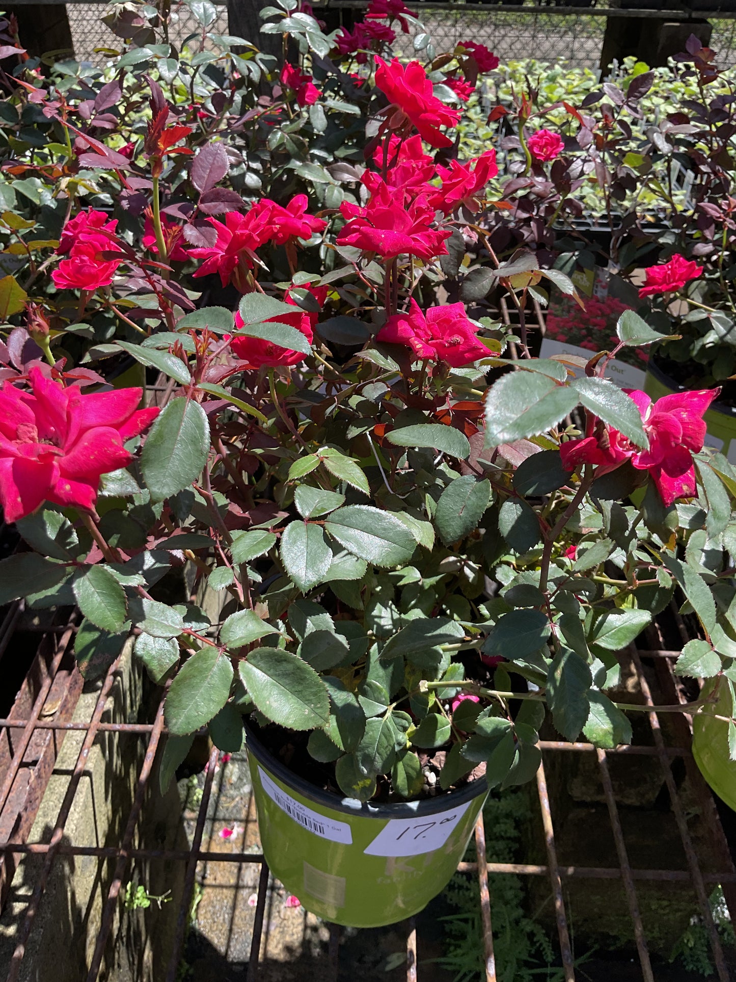 Knockout Rose "Double Red" 1 Gal