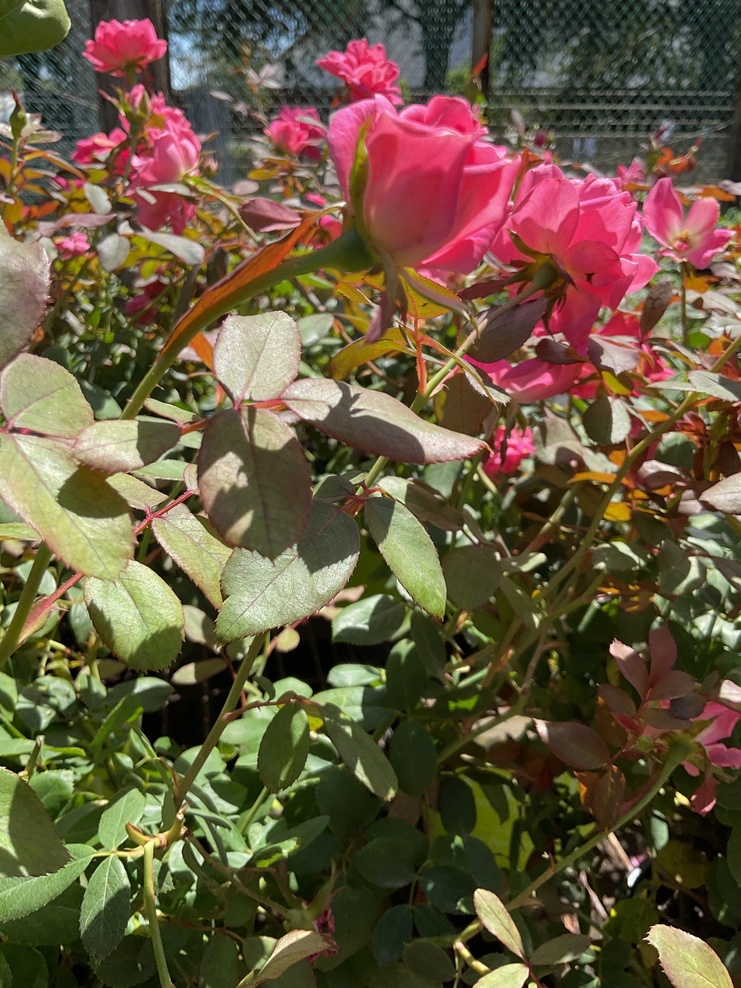 Knockout Rose "Double Pink" 2 Gal