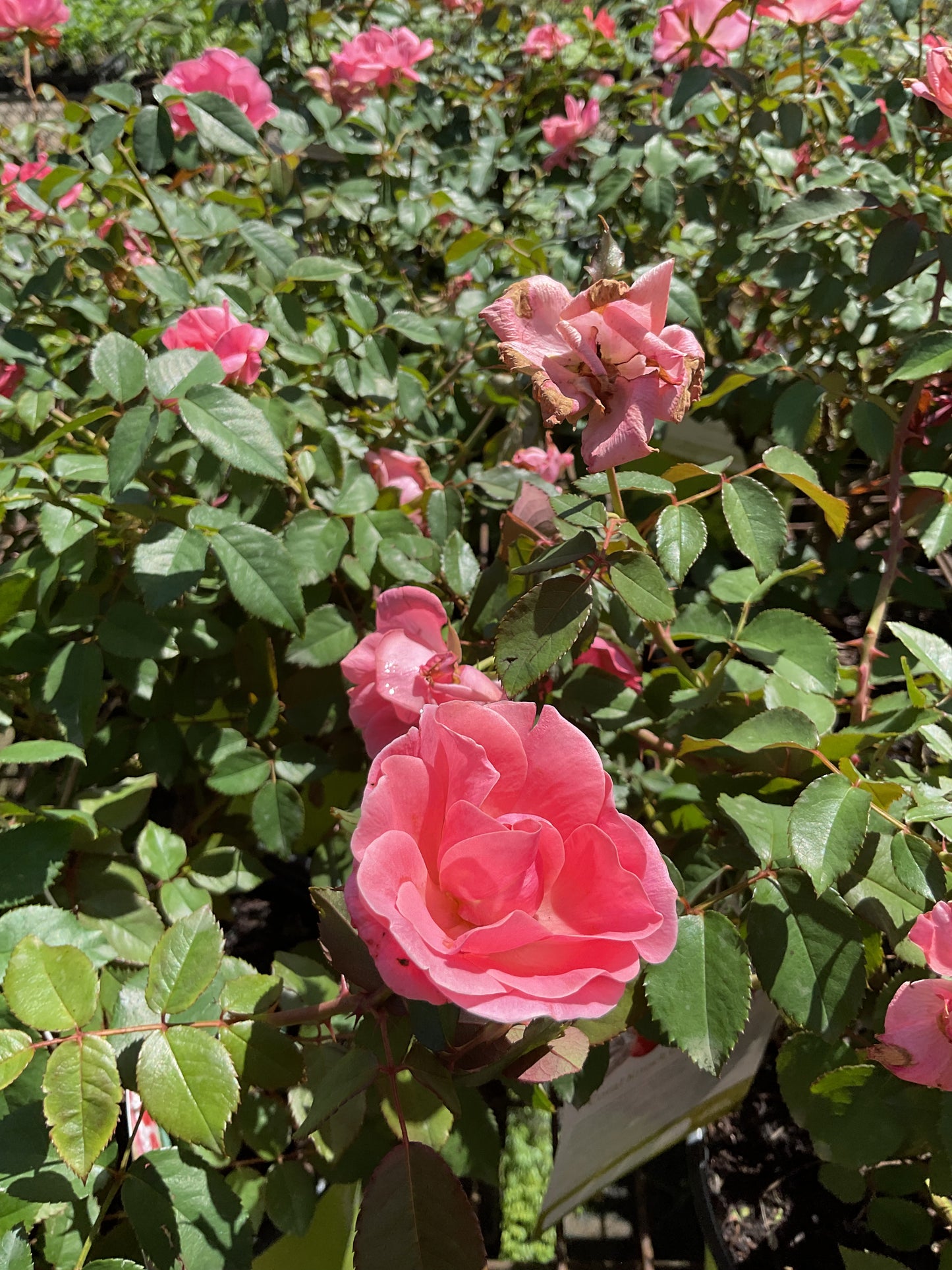 Knockout Rose "Coral" 2 Gal