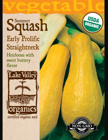 Organic Squash Summer Early Prolific Straightneck