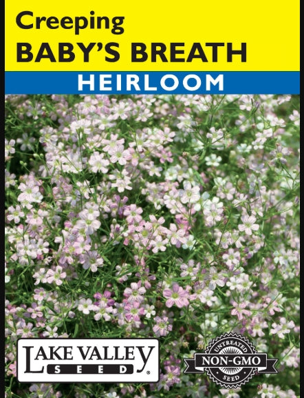Baby's Breath Creeping Heirloom