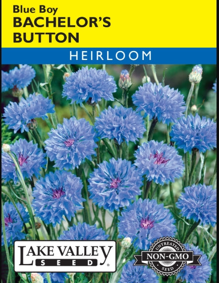 Bachelor's Button Blue Boy Heirloom