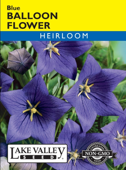 Balloon Flower Blue Heirloom
