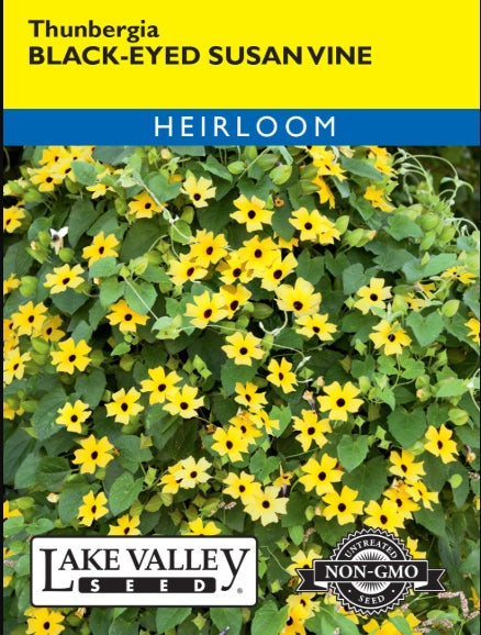 Black Eyed Susan Thunbergia Vine Heirloom