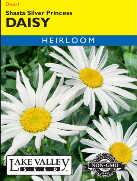 Daisy Shasta Silver Princess Heirloom