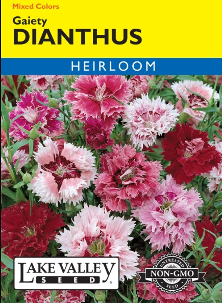 Dianthus Gaiety Mixed Colors Heirloom