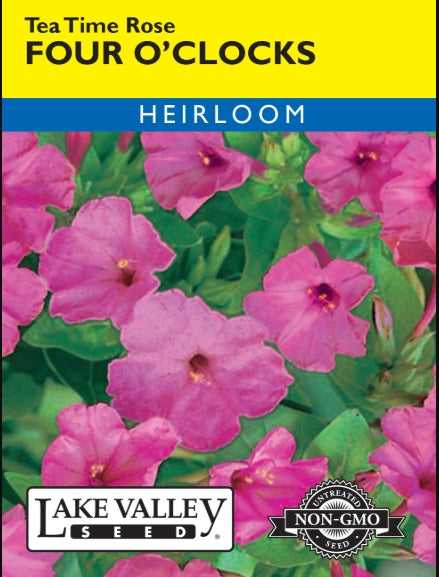 Four O'clocks Tea Time Rose Heirloom