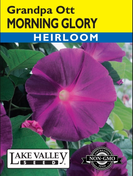 Morning Glory Grandpa Ott Heirloom