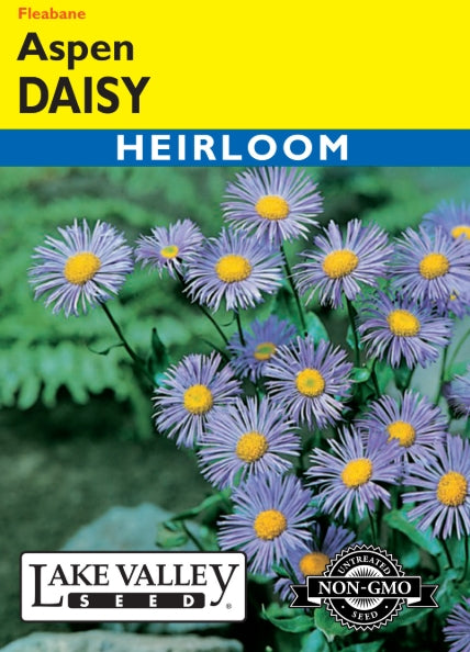 Daisy Aspen (fleabane) Heirloom