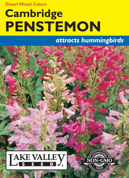 Penstemon Dwarf Cambridge Mixed Colors