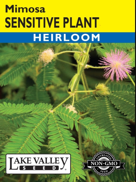 Sensitive Plant (mimosa) Heirloom