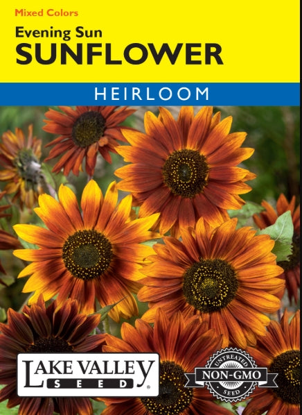 Sunflower Evening Sun Mixed Colors Heirloom