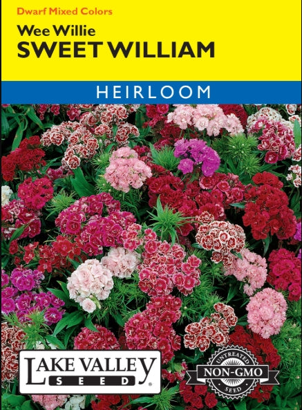 Sweet William Wee Willie Mixed Colors