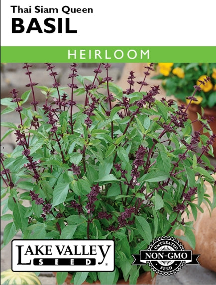 Basil Thai Siam Queen Heirloom